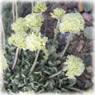 Eriogonum ovalifolium